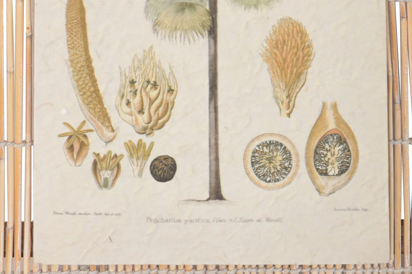 Tableau palmier en sapin et rotin (2 modèles) — Photo 2